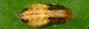 Pupae Top of Small Green-banded Blue - Psychonotis caelius taygetus